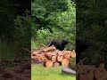 Big Daddy Bear Visits Our Yard | Largest Bear Yet!