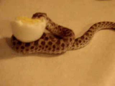 Nom Nom Nom: Hognose vs. Egg