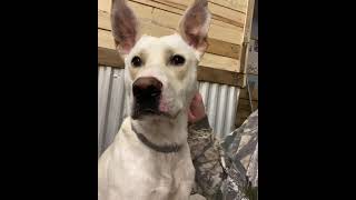 BCSO Bondable Pup Archie