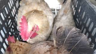 4K Hd Close Up Shooting Four Chickens Lay Eggs In A Hen House, Which Chicken Do You Like