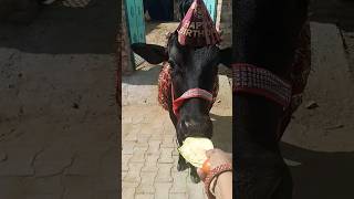 प्यारी बछिया #cow​​​​​ #shortsfeed​​​​​ #cows​​​​​ #shortvideo​​​​​ #gaumata​​​​​ #ytshorts​​