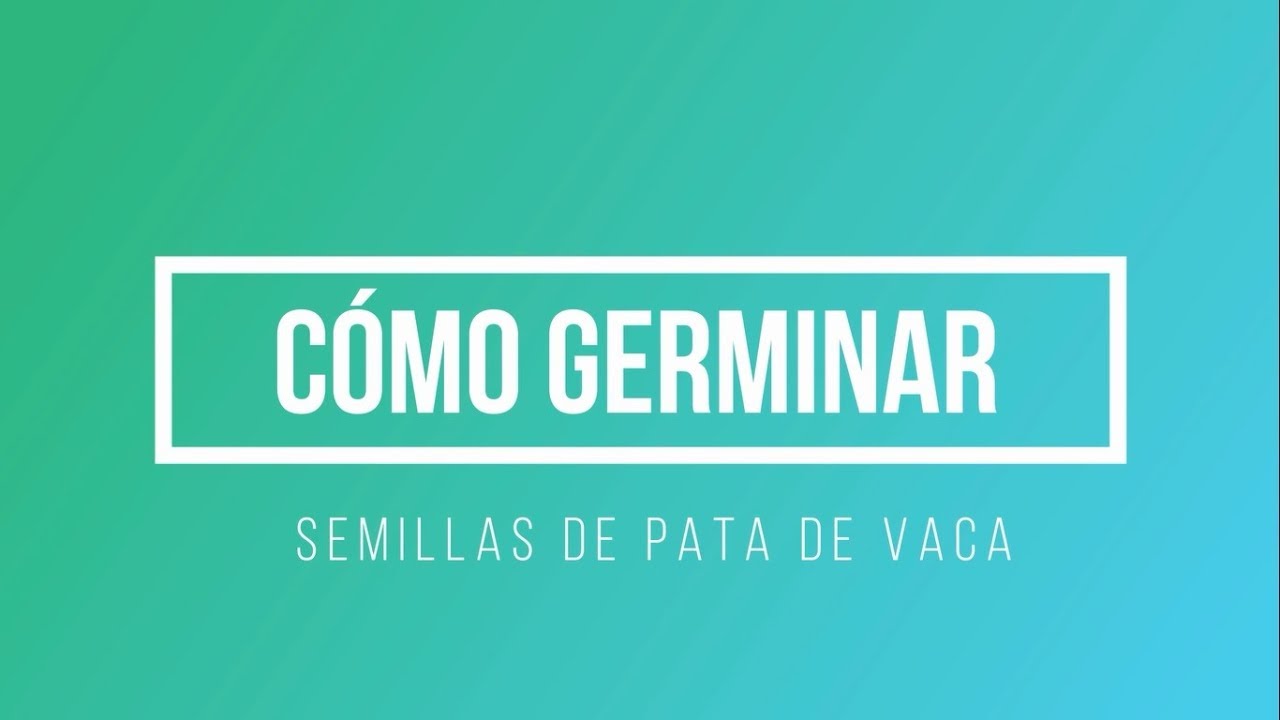 Cómo germinar semillas de pata de vaca