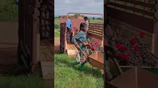 Rose Form Plant loading