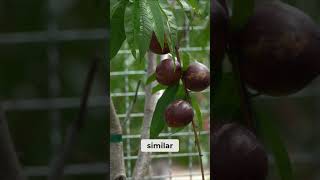 Painting a Watercolor Plum Tree with a Round Brush