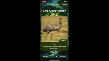 Bird Classification app