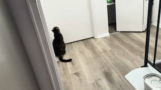 Miso crying at my door