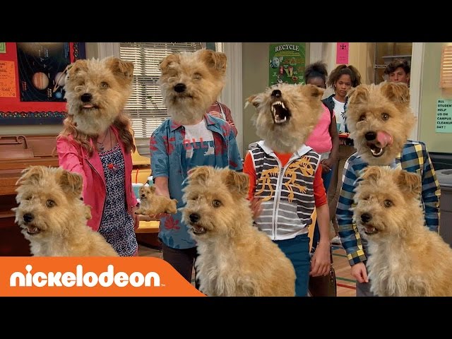 what kind of dog is squishy paws