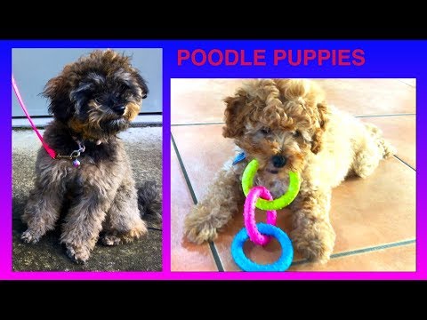 poodle-puppies---diy-dog-food-&-fun-by-cooking-for-dogs