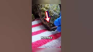 Helping SEA turtle covered in extreme barnacles 😱 #shorts #barnacles