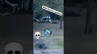 Wild Furries Spotted