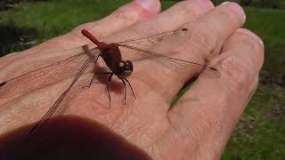 Ruby Meadowhawk Dragonfly 081822