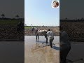 اكسبلور مهره بطلوط خيل وشد المشير وجر وركوبه بسعر خيالي 
