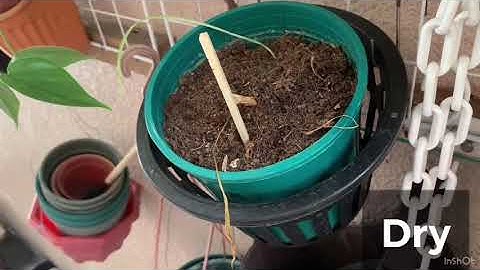 How to CHECK the MOISTURE LEVEL of Your Plant With or Without a Moisture Meter | pootsplants