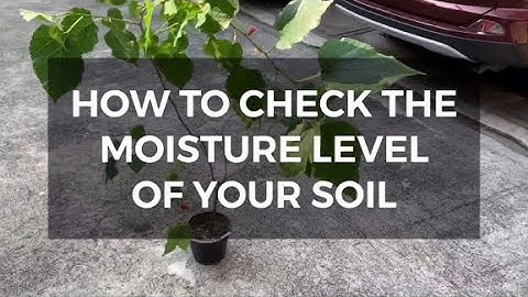 How to CHECK the MOISTURE LEVEL of Your Plant With or Without a Moisture Meter | pootsplants