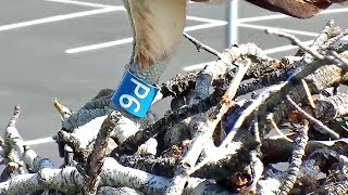 Hellgate ospreys 5 27 17 941am Intruder Blue Banded P6 Lands On Nest it had a very empty crop