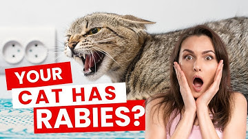 How Will You Know If a Cat Has Rabies? #catrabies #rabiesincats