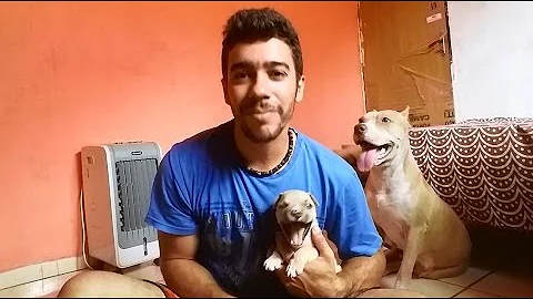 Quando o cachorro para de morder?