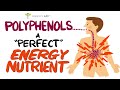 Ultimate polyphenol guide for better gut health | Gundry MD Mp3 Song