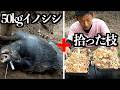 【0円燻製】50kgの猪＋落ちてた枝＝至高のベーコン