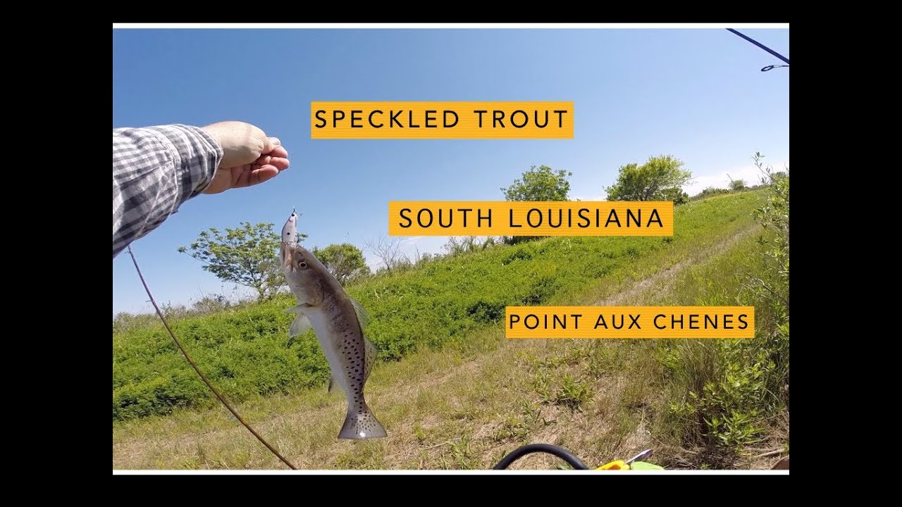 Bank Fishing south Louisiana Point Aux Chenes. This bayou was thick