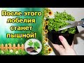 ВЫРАСТИМ ПЫШНЫЙ КУСТИК ЛОБЕЛИИ!!! СТРИЖКА РАССАДЫ ЛОБЕЛИИ, ФОРМИРОВАНИЕ.