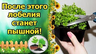 ВЫРАСТИМ ПЫШНЫЙ КУСТИК ЛОБЕЛИИ!!! СТРИЖКА РАССАДЫ ЛОБЕЛИИ, ФОРМИРОВАНИЕ.