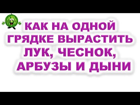 Как на одной грядке вырастить лук, чеснок, арбузы и дыни