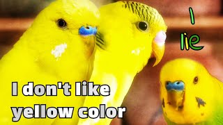 Affable Budgies