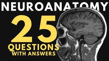 Neuroanatomy practice test: 25 questions with answers and explanations