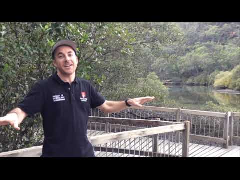 Q13  What potential human impacts do the mangroves at Bobbin Head face now and into the future?