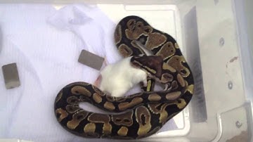 TeguBuzz news /pastel orange ghost and vanilla ball python