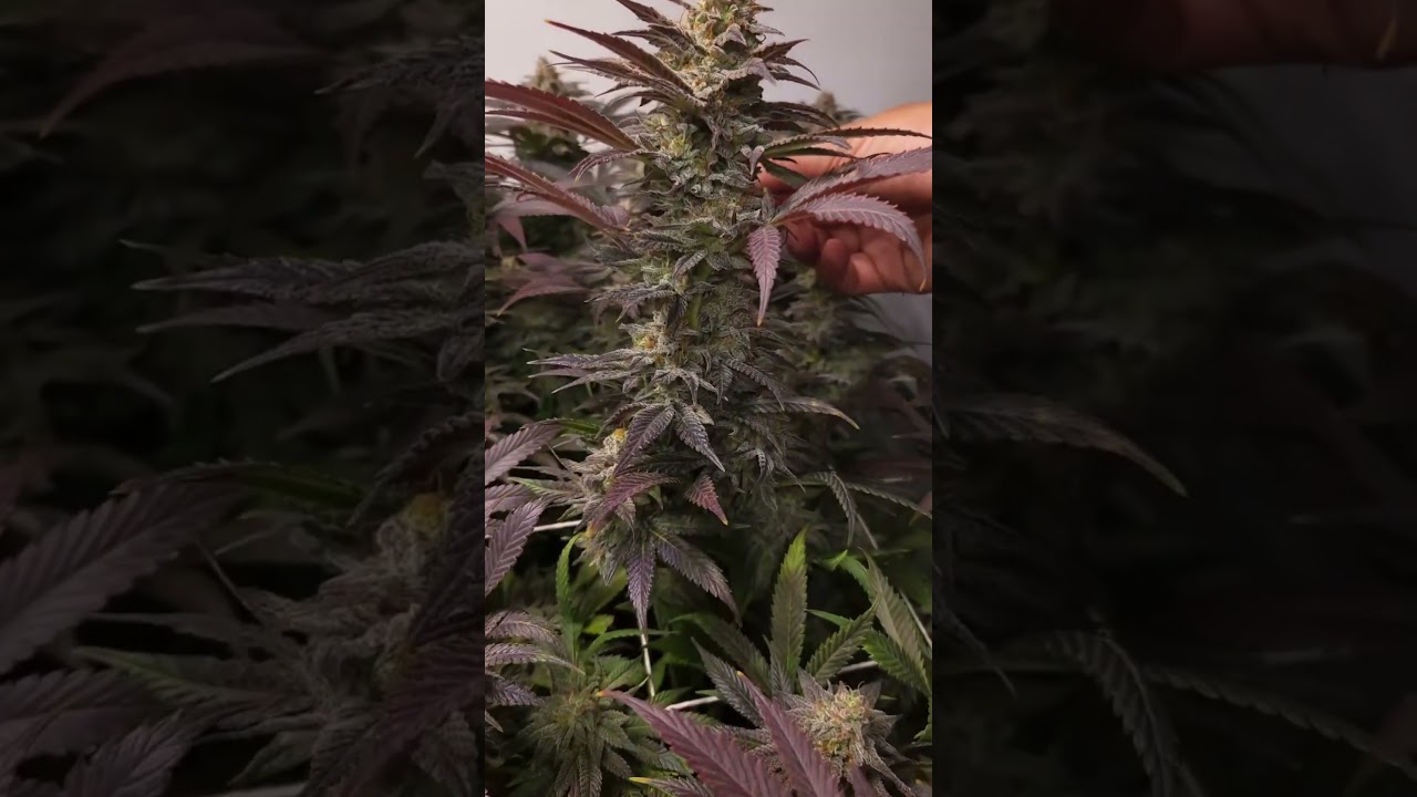 Eleven Roses 56 Days Floración