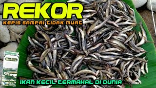 EDIAN REKOR BARU.. Mancing uceng ikan termahal wadah tidak muat sampai tumpah tumpah (micro fishing)