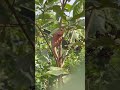 បង្គួយភ្លើងឡើងដើមសង្កែ lizard climb a tree #nature #entertainment #animals #orphan #pets