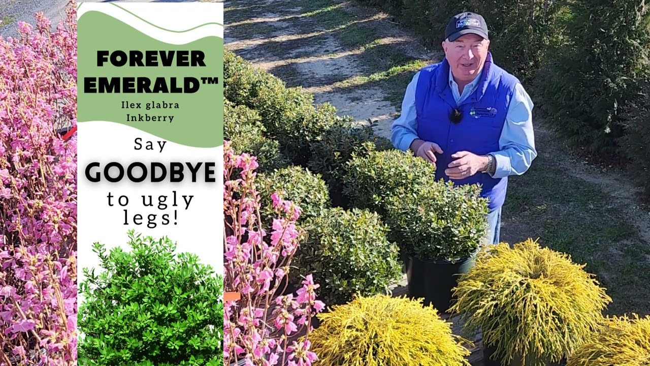 Ilex Forever Emerald™ (Inkberry) // An Exciting NEW Native Evergreen That Doesn't Have Ugly Legs 😉😁💚