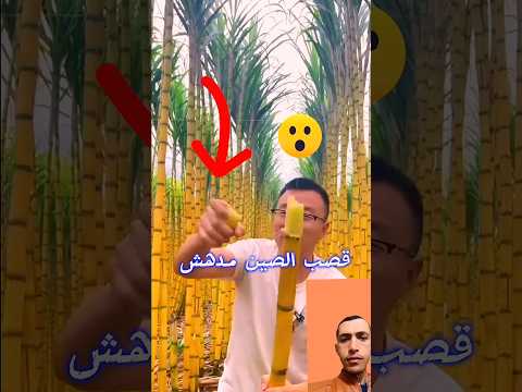 عمرك شوفت قبل كده قصب السكر في الصين