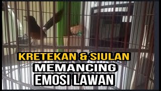 KRETEKAN & SIULAN MURAI BATU FASTOL..MENDONGKRAK EMOSI MURAI BATU BAHAN