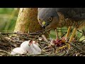 Sparrowhawk Chicks&#39; 1st Feeds | Discover Wildlife | Robert E Fuller