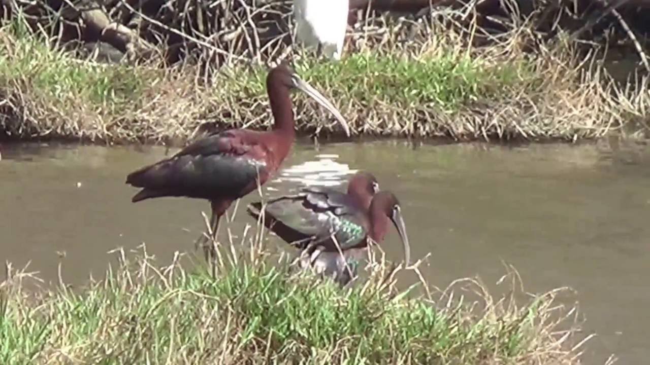 Moritos 1B (Plegadis falcinellus). Glossy Ibis. 