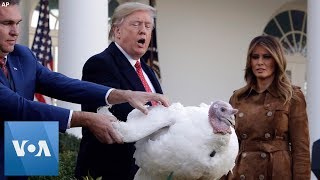 US President Trump Pardons Turkey at the White House