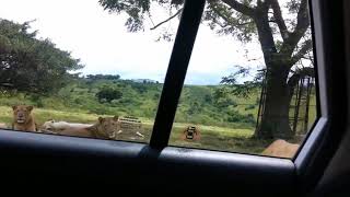 Coffin Dance Meme - Lion