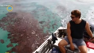 Video captures thousands of red jellyfish in Australia | Your Morning