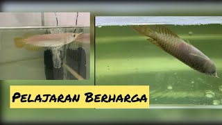 IKAN ARWANA SUPER RED 10 CM SAYA MATI