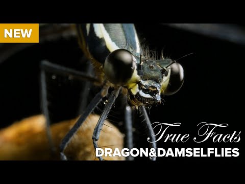 True Facts : Carnivorous Dragonflies