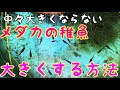 大きくならないメダカの稚魚を大きくする方法！オロチ稚魚の選別！メダカビオトープ！