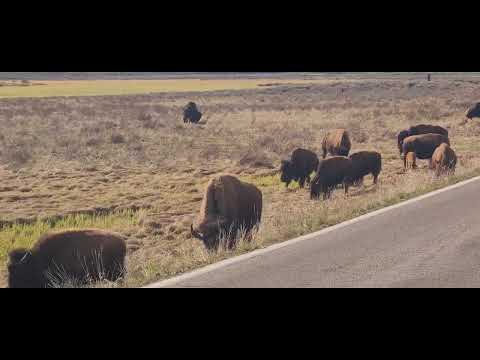 Buffalo in Yellow Stone(옐로스톤 버팔로)
