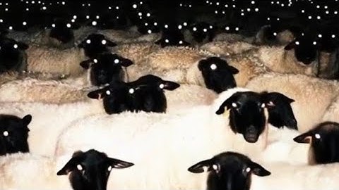 Luma AI - Cursed Images Edition (Part 2)