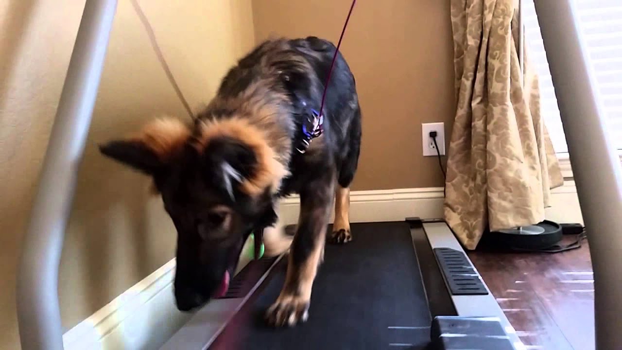 Hedy 6 month old German Shepherd pup learns to use the treadmill. GSD