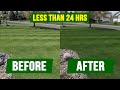 How to get your grass dark green  in less than 24 hours