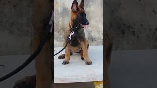 Belgian Malinois Cairo "Stay, Food control and Number feeding-7 🐕‍🦺